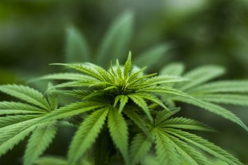 Marihuana: Kalifornien macht den Weg frei