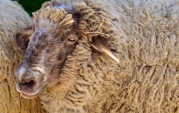 Wolle liegt im Trend: Der Rohstoffpreis zieht an