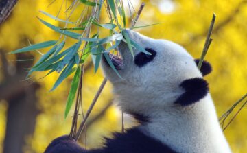 Chinas Wirtschaft erfüllt Erwartungen nicht